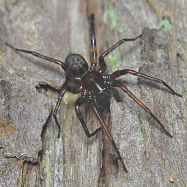 Photo of Cybaeus signifer by <a href="http://www.coffinpoint.ca/">Paul Westell</a>